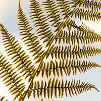 Buy canvas prints of Fern frond by Ashley Cooper