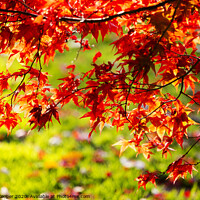 Buy canvas prints of Acer red. by Ashley Cooper