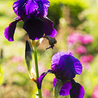 Buy canvas prints of Purple Iris by Ashley Cooper
