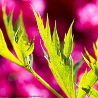 Buy canvas prints of Pink green. by Ashley Cooper