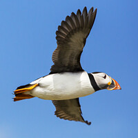 Buy canvas prints of Puffin flyby by Ashley Cooper