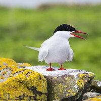 Buy canvas prints of Arctic Tern by Ashley Cooper