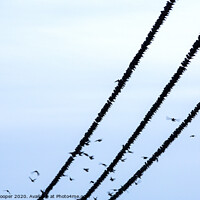 Buy canvas prints of Starlings balance by Ashley Cooper