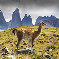 Buy canvas prints of Guanaco by Ashley Cooper