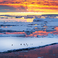 Buy canvas prints of penguin sunset by Ashley Cooper