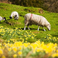 Buy canvas prints of Spring lamb by Ashley Cooper