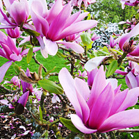Buy canvas prints of pink magnolia petal by Ashley Cooper
