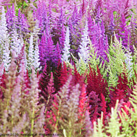 Buy canvas prints of Astilbe collection. by Ashley Cooper
