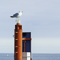 Buy canvas prints of One legged seagull by Peter Smith