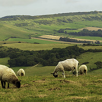 Buy canvas prints of Grazing Sheep by Peter Smith
