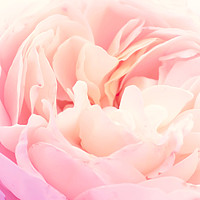Buy canvas prints of Soft pink rose petals by Jelena Maksimova