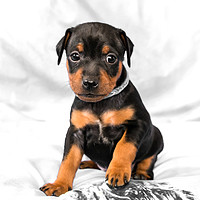Buy canvas prints of Black Miniature pinscher puppy by Jelena Maksimova