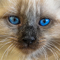 Buy canvas prints of The portrait of Siberian cat with blue eyes by Jelena Maksimova