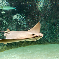 Buy canvas prints of Swimming Cownose ray in turquoise water by Jelena Maksimova