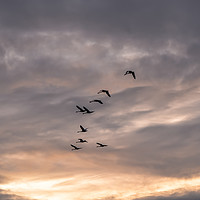 Buy canvas prints of Flock of geese by Jelena Maksimova