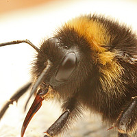Buy canvas prints of Bumble Bee Macro by Jordan Beauchamp