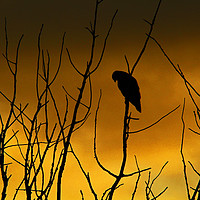 Buy canvas prints of Early Morning Buzzard Silhouette by Jordan Beauchamp