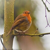 Buy canvas prints of Robin Redbreast by sue jenkins