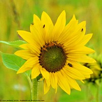 Buy canvas prints of Sunflower by sue jenkins