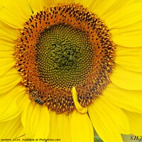 Buy canvas prints of sunflower patterns by sue jenkins