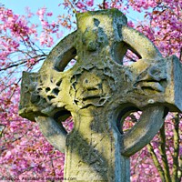 Buy canvas prints of blossom Grave, Ryhope Sunderland by sue jenkins
