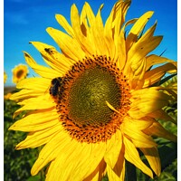 Buy canvas prints of Sunflower Feeder by sue jenkins