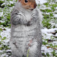 Buy canvas prints of Squirrels snowy day by sue jenkins