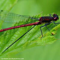 Buy canvas prints of Large Red Damsel Fly by sue jenkins