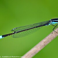 Buy canvas prints of Blue Tail DamselFly by sue jenkins