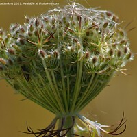 Buy canvas prints of Wild Carrot by sue jenkins