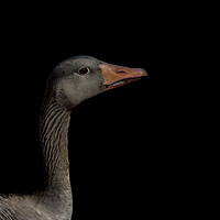Buy canvas prints of Greylag Goose by Amy Irwin-Steens