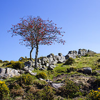 Buy canvas prints of Lone Tree in Dartmoor National Park by Carolyn Barnard