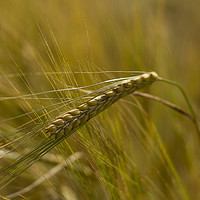 Buy canvas prints of Ear of Wheat by Carolyn Barnard