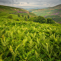 Buy canvas prints of Ferns and fells by gary telford