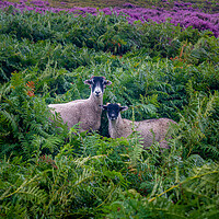 Buy canvas prints of Ewe and lamb by gary telford