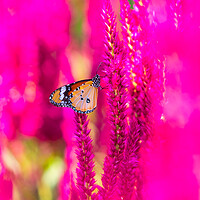 Buy canvas prints of Pink Celosia in Bloom by David Bokuchava