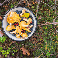 Buy canvas prints of Chanterelles and Wild Berries on Moss. Gifts of Mother Nature by David Bokuchava