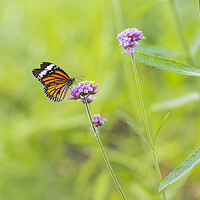 Buy canvas prints of Butterfly on Vervain Flower by David Bokuchava
