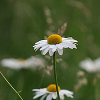 Buy canvas prints of Daisy's  in Brompton  woods medway kent. by zoe knight