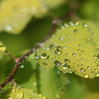 Buy canvas prints of water droplets on leafs  by zoe knight