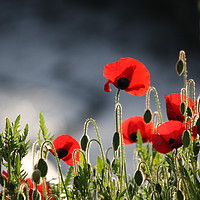 Buy canvas prints of Poppys red by zoe knight