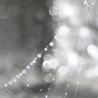 Buy canvas prints of  Spiders webs  by zoe knight
