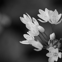 Buy canvas prints of black and white photo of Hedgerow plant, pale pink by zoe knight