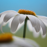 Buy canvas prints of Daisys by zoe knight