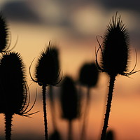 Buy canvas prints of Teasels  by zoe knight