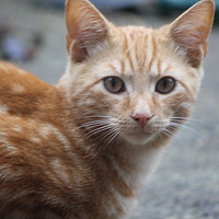 Buy canvas prints of george ginger kitten by zoe knight