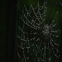 Buy canvas prints of spider web by zoe knight
