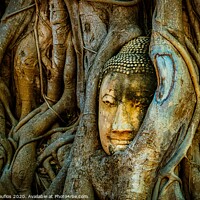 Buy canvas prints of Old Buddha in a tree Ayutthaya Thailand by Mario Koufios