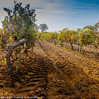 Buy canvas prints of Vineyard plantation foreground. Cuellar. segovia Castile and Leon. Spain by Mario Koufios