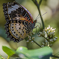 Buy canvas prints of Multicolored butterfly posing on a flower. by Mario Koufios